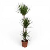 Dracaena reflexa var. angustifolia potted plant in nursery pot on white background.