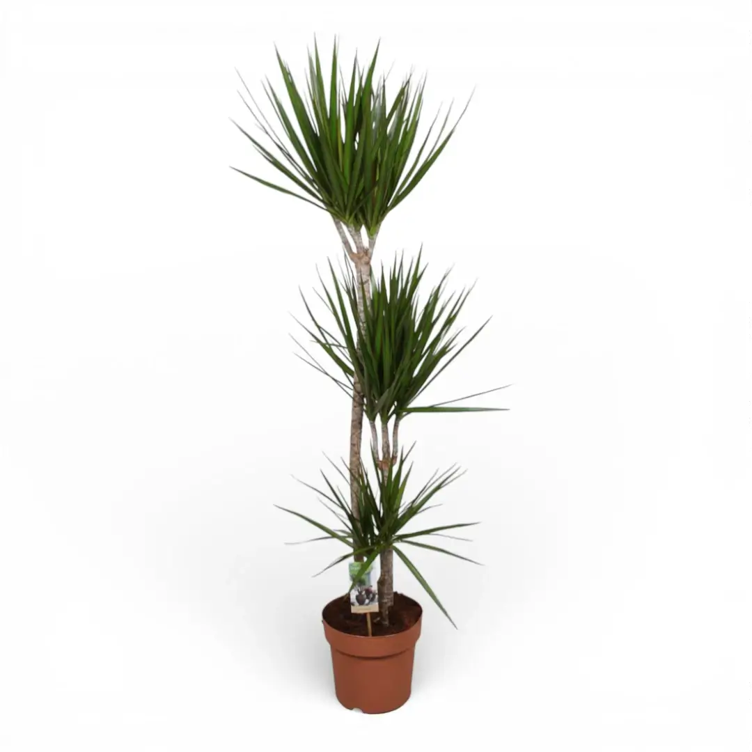 Dracaena reflexa var. angustifolia potted plant in nursery pot on white background.