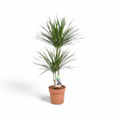 Dracaena reflexa var. angustifolia potted plant in nursery pot on white background.