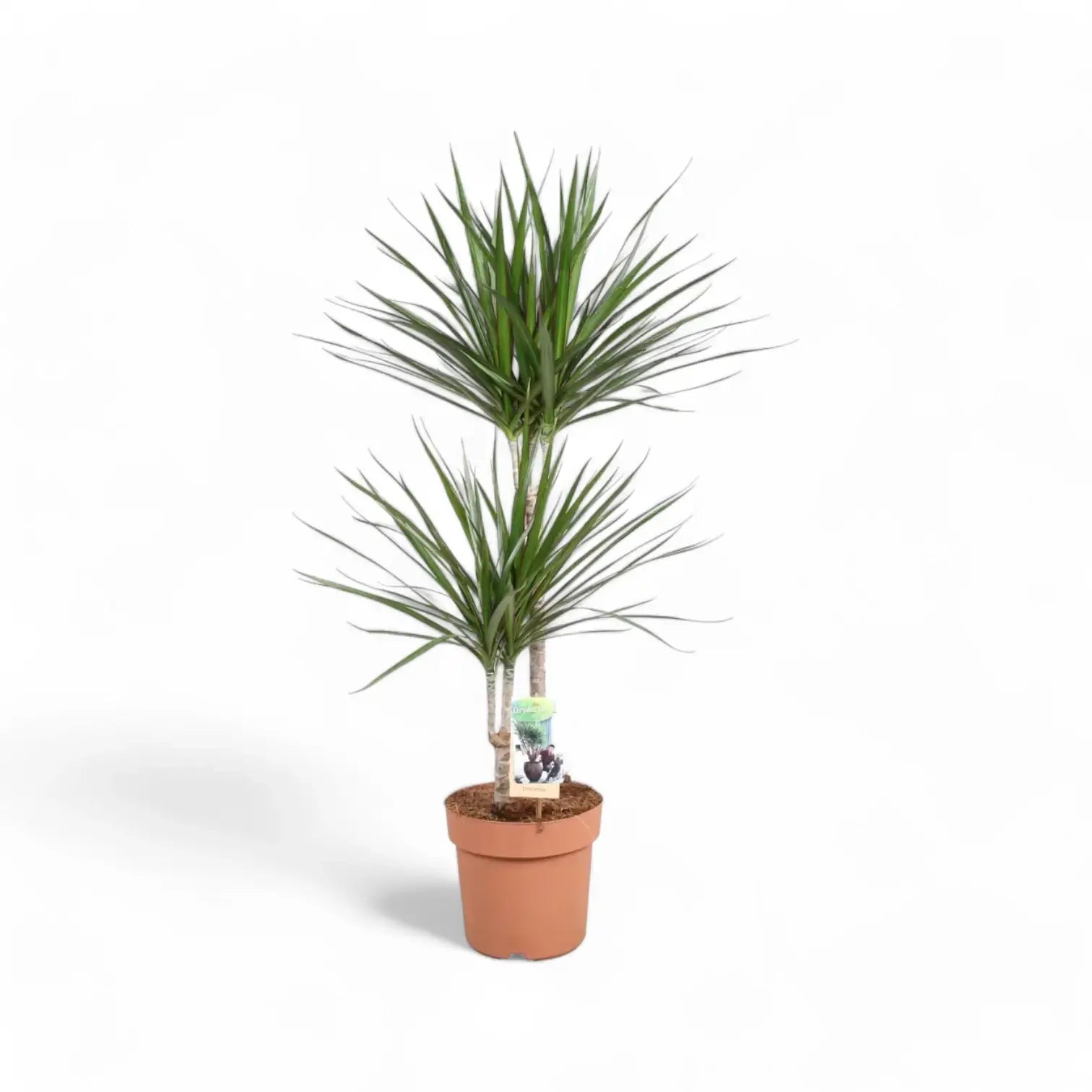 Dracaena reflexa var. angustifolia potted plant in nursery pot on white background.