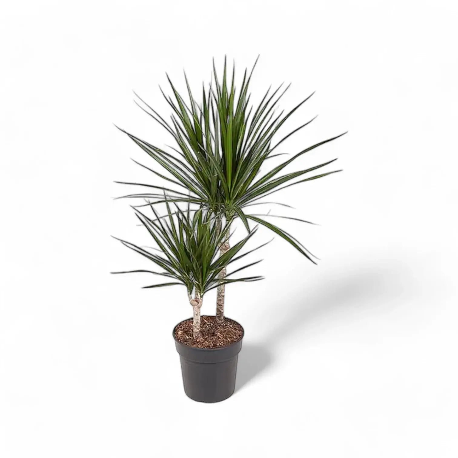 Dracaena reflexa var. angustifolia potted plant in nursery pot on white background.