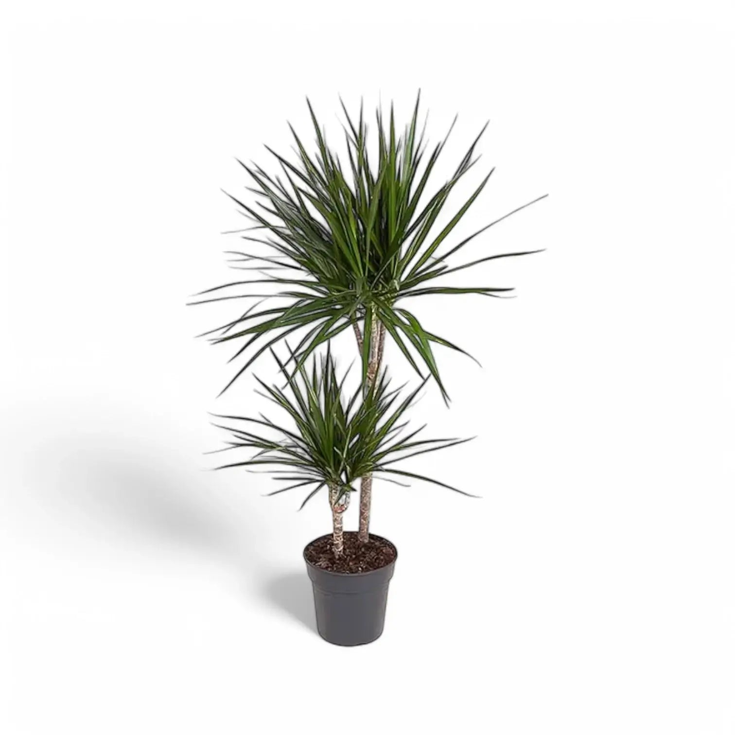 Dracaena reflexa var. angustifolia potted plant in nursery pot on white background.