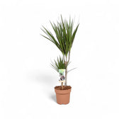 Dracaena reflexa var. angustifolia potted plant in nursery pot on white background.