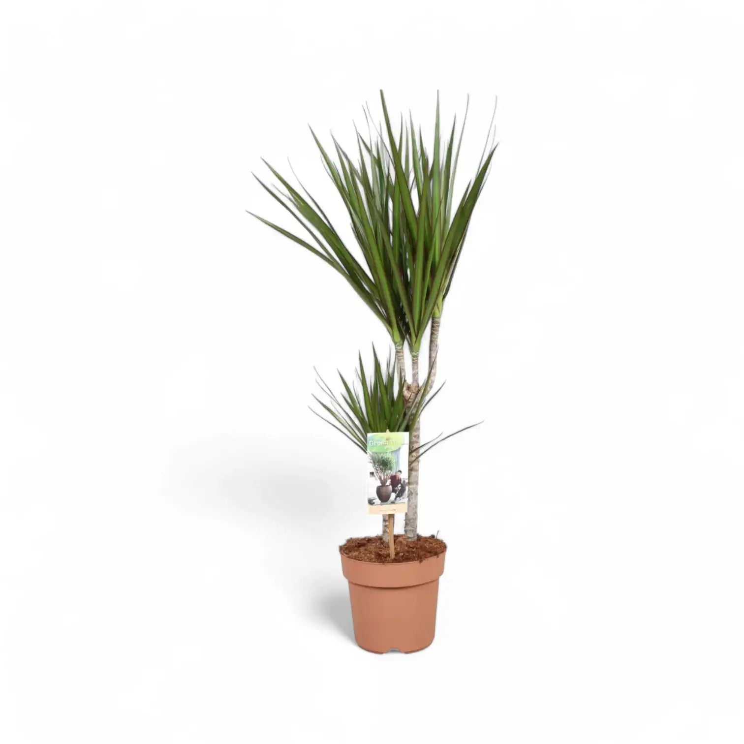 Dracaena reflexa var. angustifolia potted plant in nursery pot on white background.