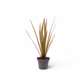 Dracaena reflexa var. angustifolia 'Bicolor' potted plant in nursery pot on white background.