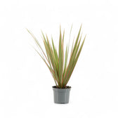 Dracaena reflexa var. angustifolia 'Bicolor' potted plant in nursery pot on white background.