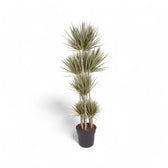 Dracaena reflexa var. angustifolia 'Bicolor' potted plant in nursery pot on white background.