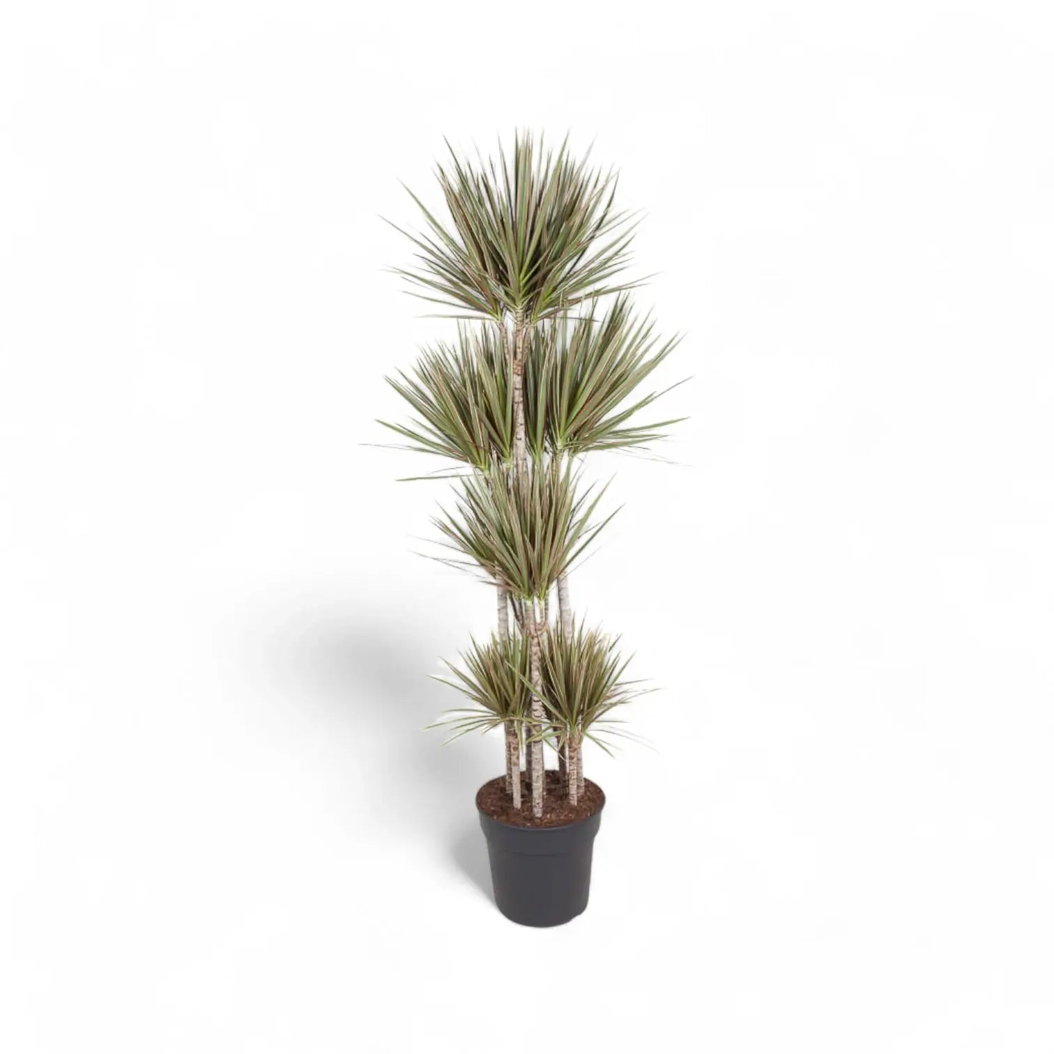 Dracaena reflexa var. angustifolia 'Bicolor' potted plant in nursery pot on white background.