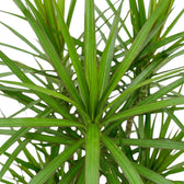Nahaufnahme der schmalen, glänzenden grünen Blätter mit roten Blatträndern von Dracaena reflexa var. angustifolia