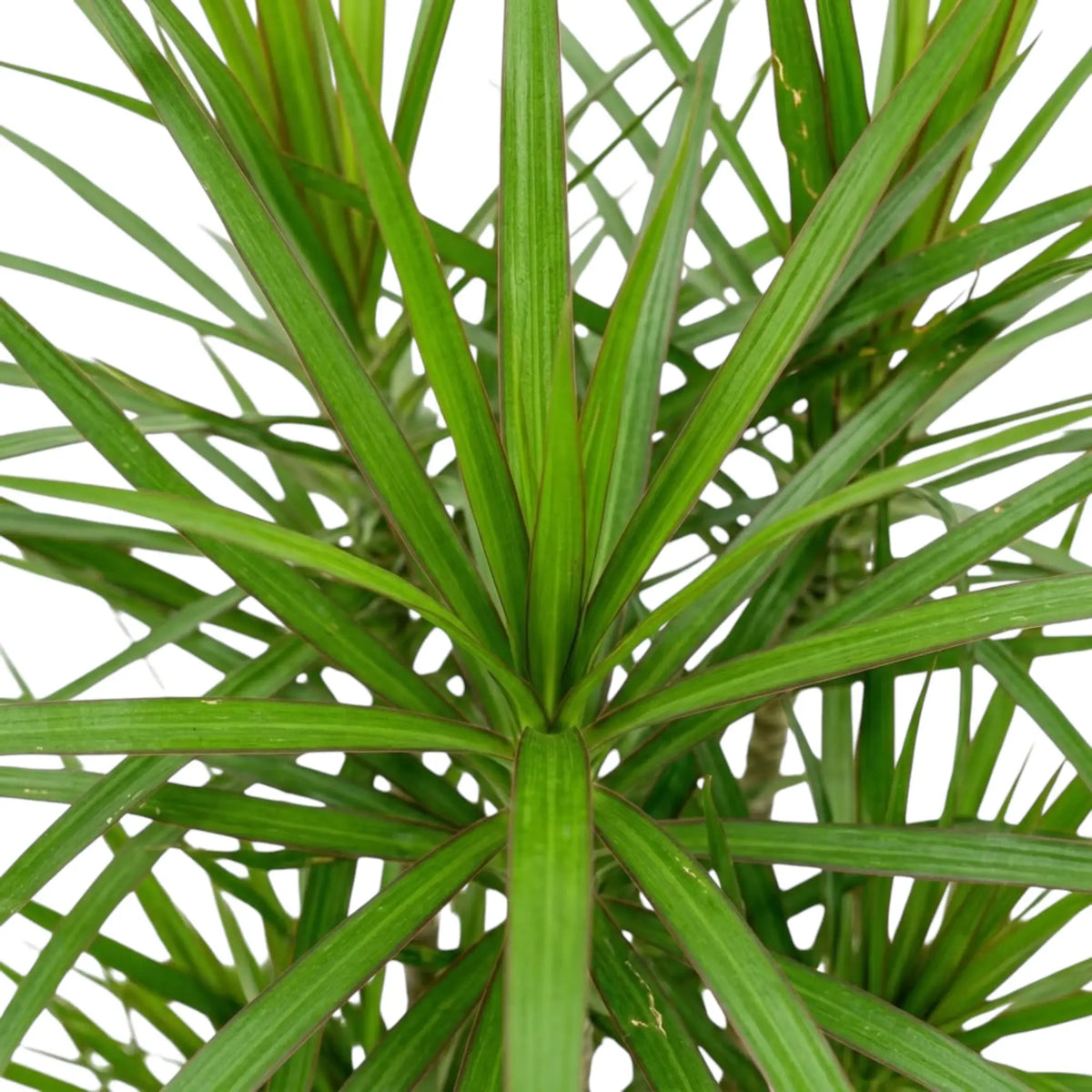 Nahaufnahme der schmalen, glänzenden grünen Blätter mit roten Blatträndern von Dracaena reflexa var. angustifolia