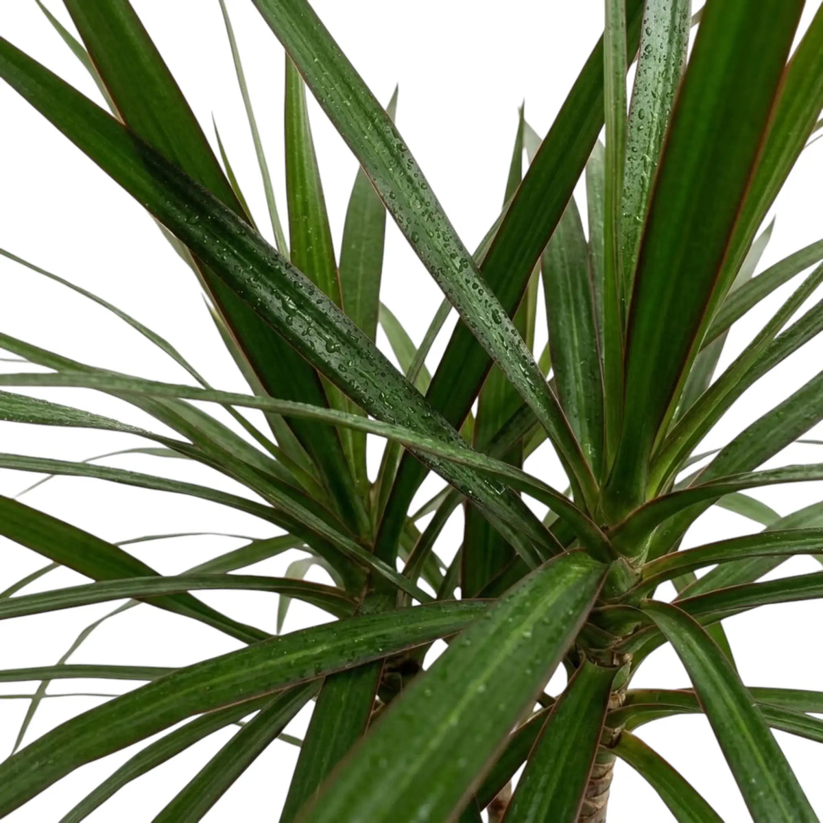 Nahaufnahme der schmalen, glänzenden grünen Blätter mit roten Blatträndern von Dracaena reflexa var. angustifolia