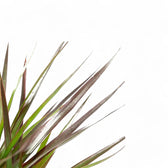 Dracaena reflexa var. angustifolia 'Magenta' – Blattdetail vor weißem Hintergrund..