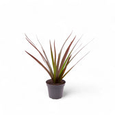 Dracaena reflexa var. angustifolia 'Magenta' – Topfpflanze im Kulturtopf vor weißem Hintergrund, Produktfoto 3.