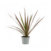 Dracaena reflexa var. angustifolia 'Magenta' – Topfpflanze im Kulturtopf vor weißem Hintergrund, Produktfoto 4.