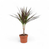 Dracaena reflexa var. angustifolia 'Magenta' – Topfpflanze im Kulturtopf vor weißem Hintergrund, Produktfoto 5.
