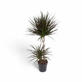 Dracaena reflexa var. angustifolia 'Magenta' – Topfpflanze im Kulturtopf vor weißem Hintergrund, Produktfoto 6.