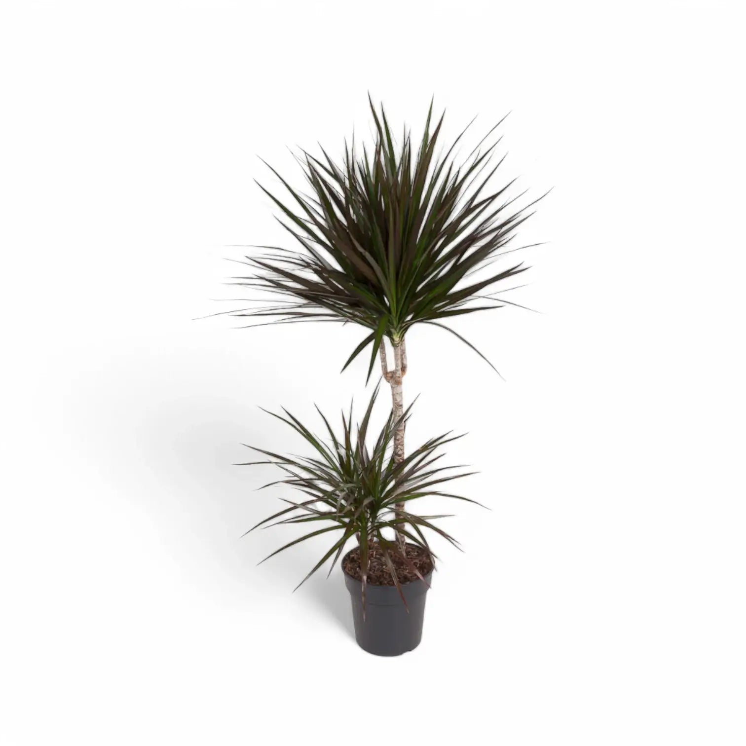 Dracaena reflexa var. angustifolia 'Magenta' – Topfpflanze im Kulturtopf vor weißem Hintergrund, Produktfoto 6.