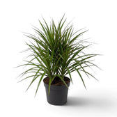 Mittelgroße Dracaena reflexa var. angustifolia mit schmalen, glänzenden grünen Blättern und roten Blatträndern