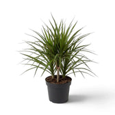 Mittelgroße Dracaena reflexa var. angustifolia mit schmalen, glänzenden grünen Blättern und roten Blatträndern