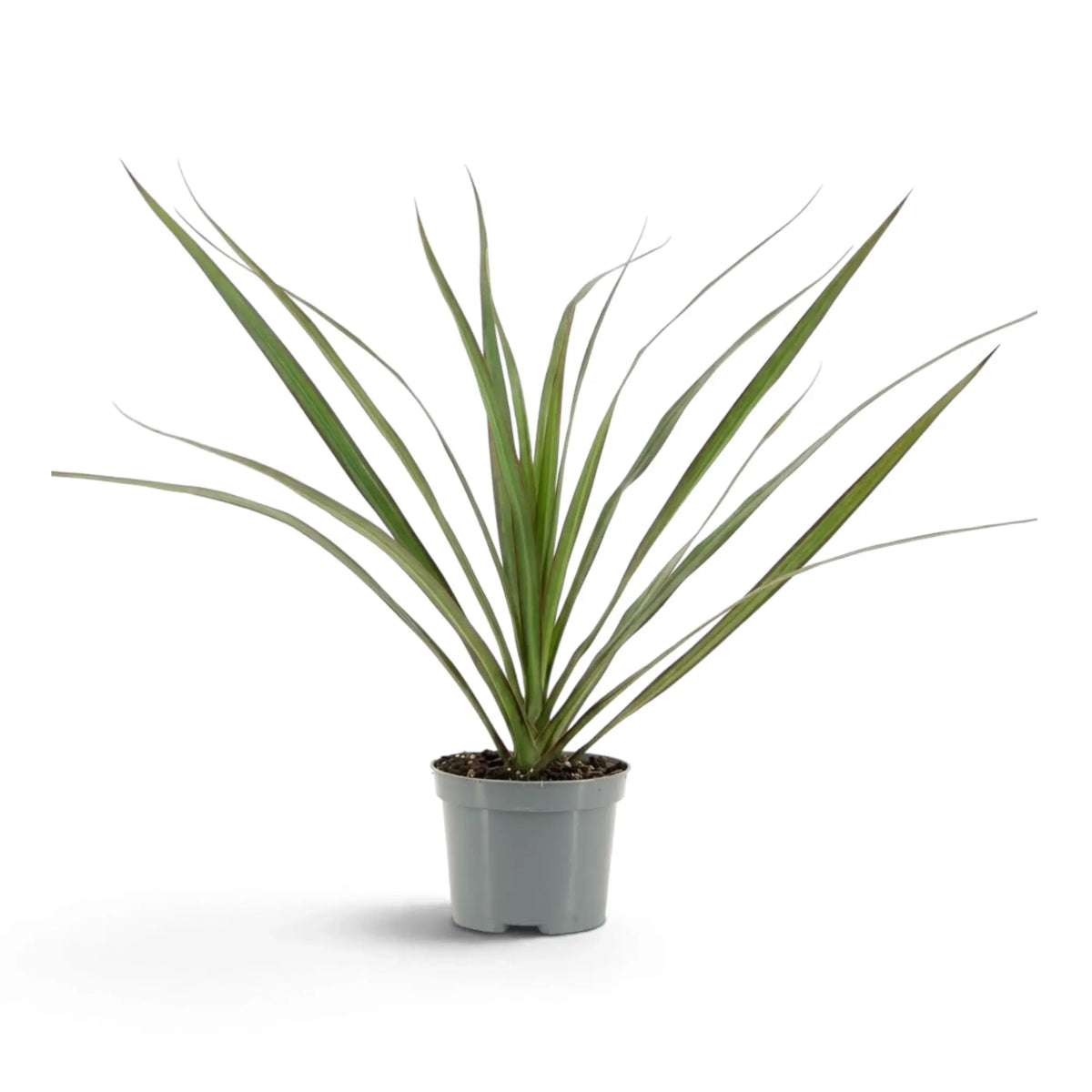 Kleine Dracaena reflexa var. angustifolia mit schmalen, glänzenden grünen Blättern und roten Blatträndern