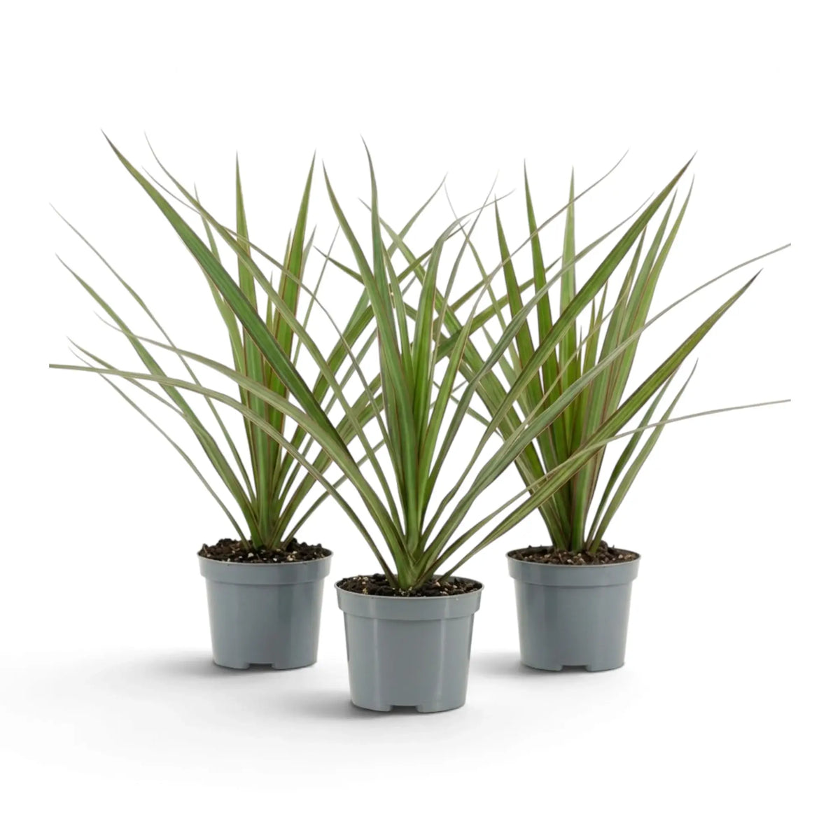 Kleine Dracaena reflexa var. angustifolia mit schmalen, glänzenden grünen Blättern und roten Blatträndern