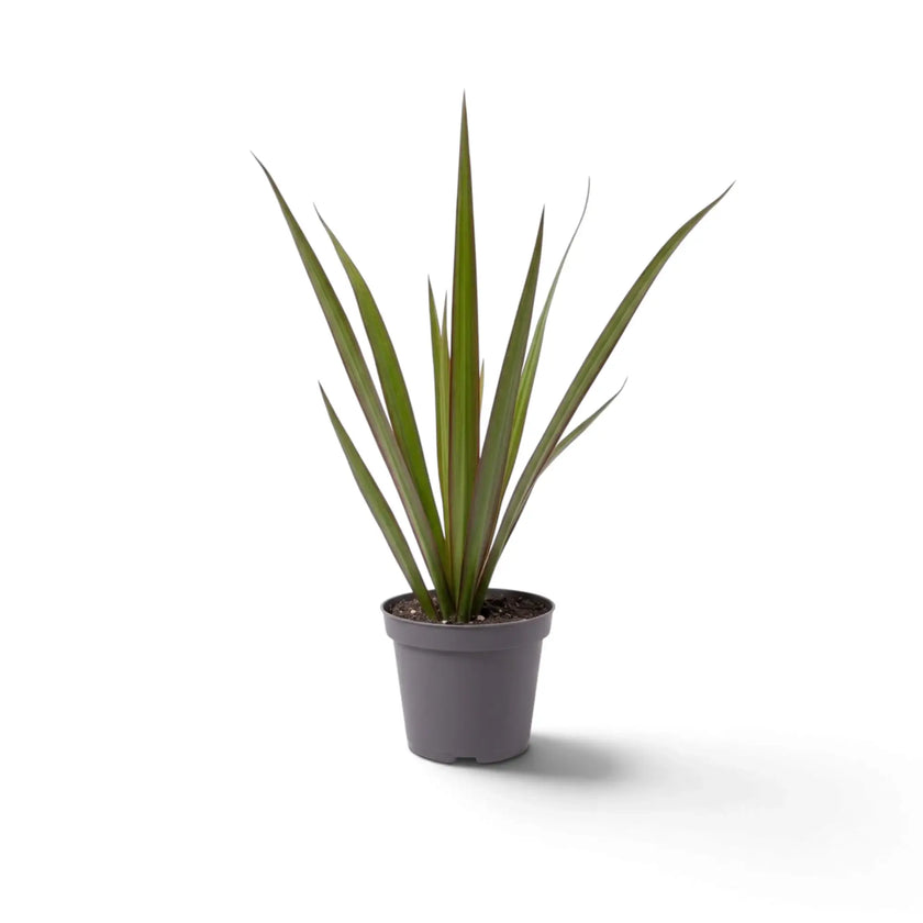 Kleine Dracaena reflexa var. angustifolia mit schmalen, glänzenden grünen Blättern und roten Blatträndern
