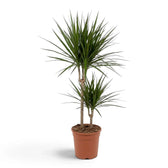 Dracaena reflexa var. angustifolia in Größe XL mit schmalen, glänzenden grünen Blättern und roten Blatträndern