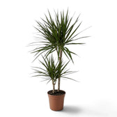 Dracaena reflexa var. angustifolia in Größe XL mit schmalen, glänzenden grünen Blättern und roten Blatträndern