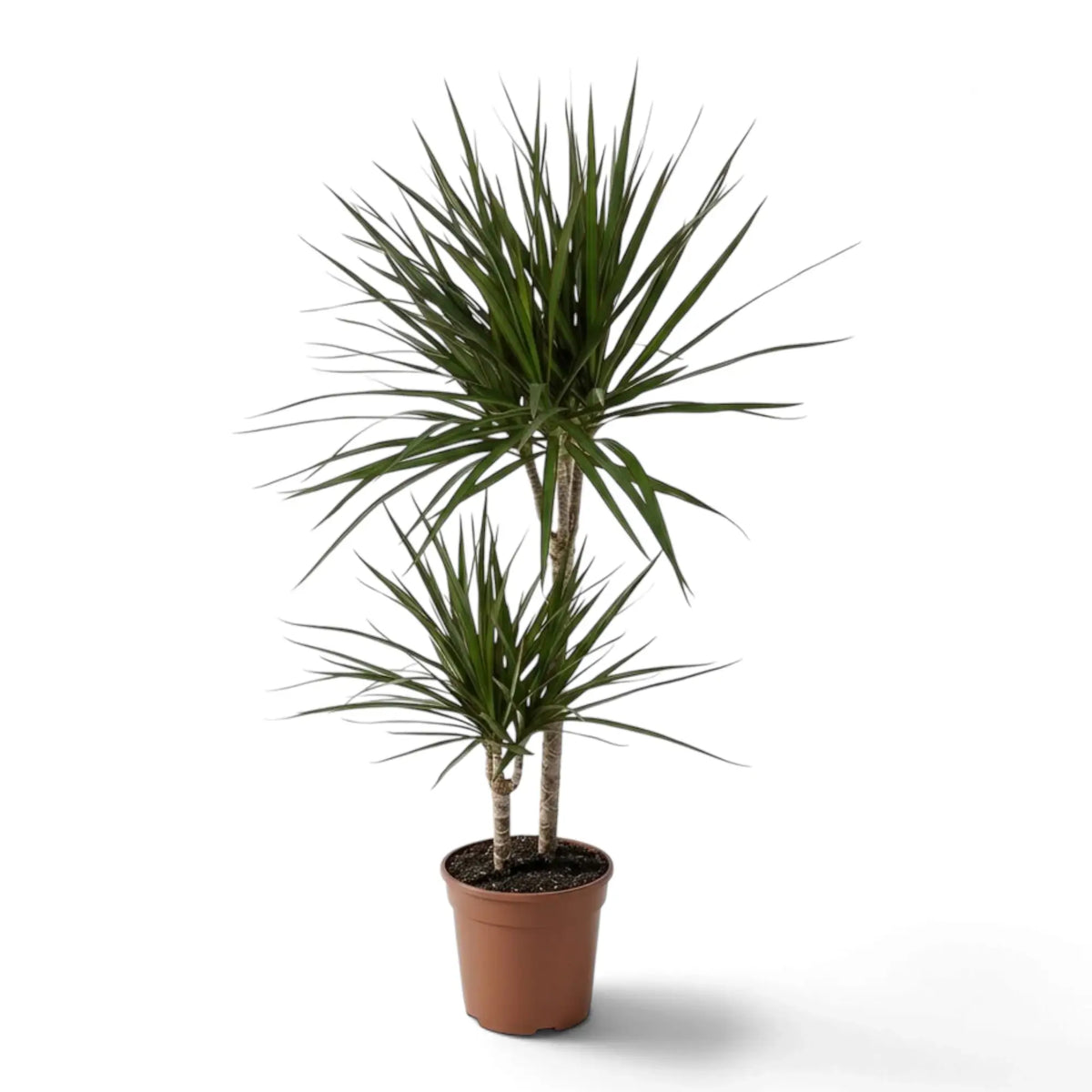 Dracaena reflexa var. angustifolia in Größe XL mit schmalen, glänzenden grünen Blättern und roten Blatträndern