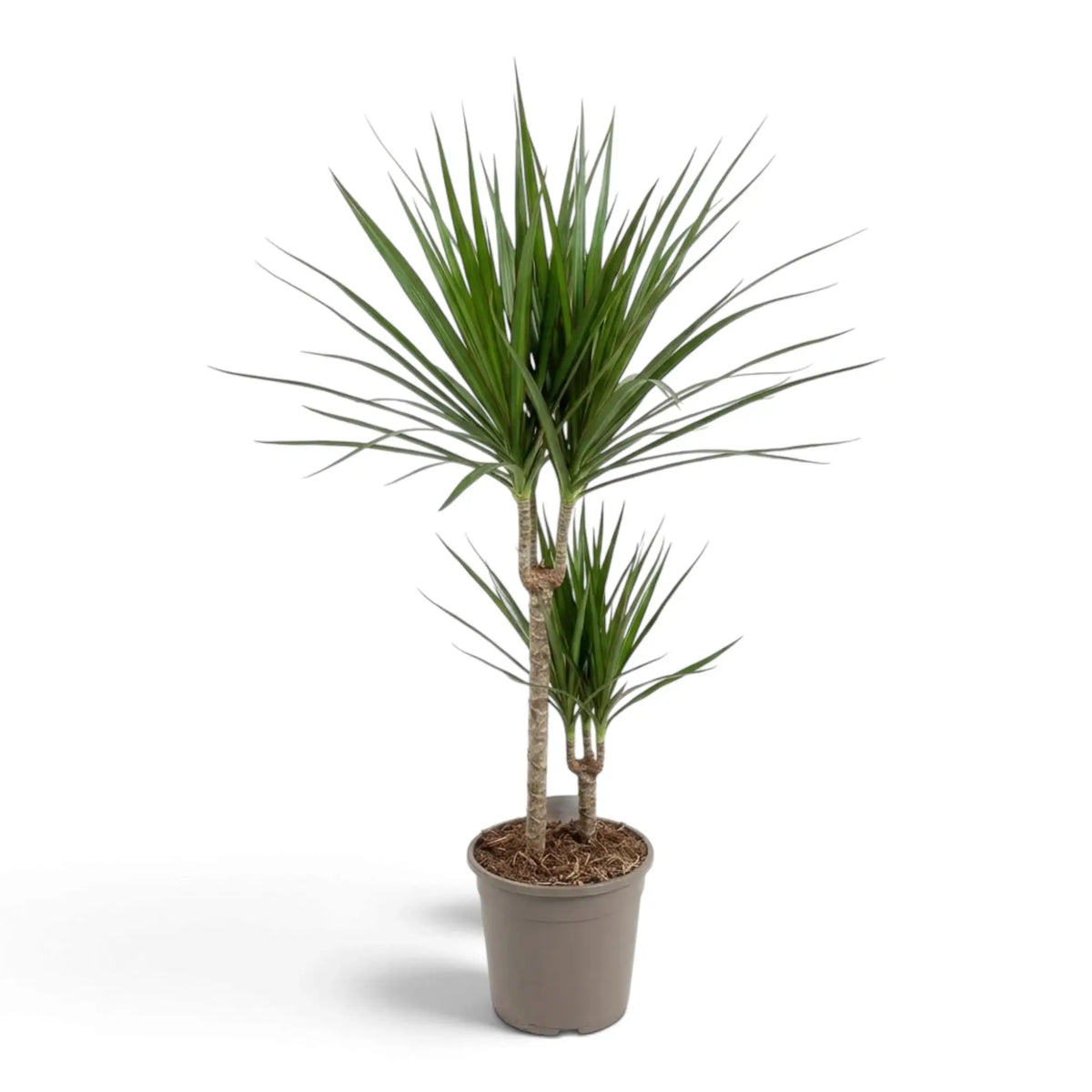 Dracaena reflexa var. angustifolia in Größe XL mit schmalen, glänzenden grünen Blättern und roten Blatträndern