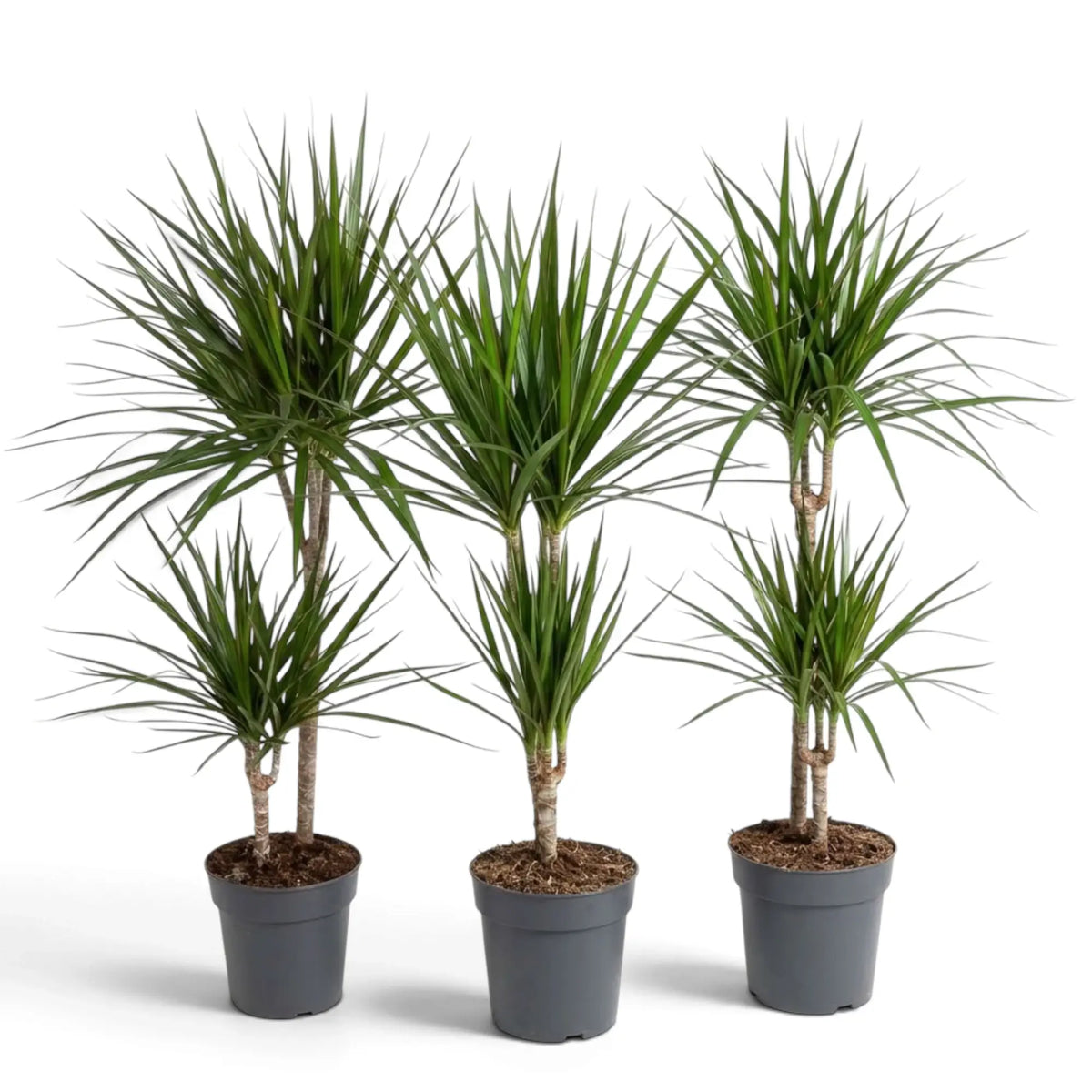 Dracaena reflexa var. angustifolia in Größe XL mit schmalen, glänzenden grünen Blättern und roten Blatträndern