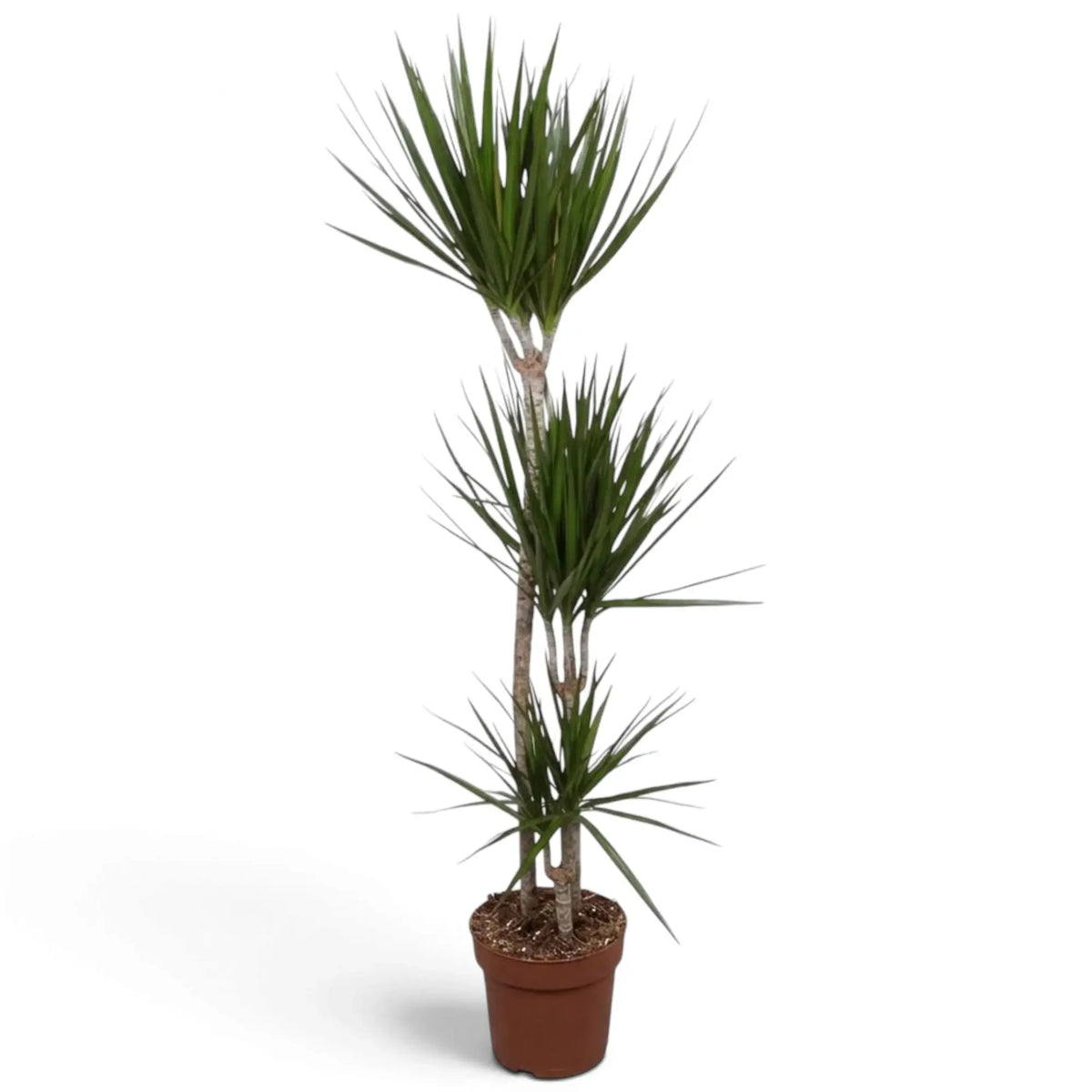 Dracaena reflexa var. angustifolia in Größe XXL mit schmalen, glänzenden grünen Blättern und roten Blatträndern