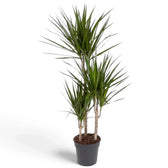 Dracaena reflexa var. angustifolia in Größe XXL mit schmalen, glänzenden grünen Blättern und roten Blatträndern