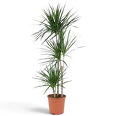 Dracaena reflexa var. angustifolia in Größe XXL mit schmalen, glänzenden grünen Blättern und roten Blatträndern