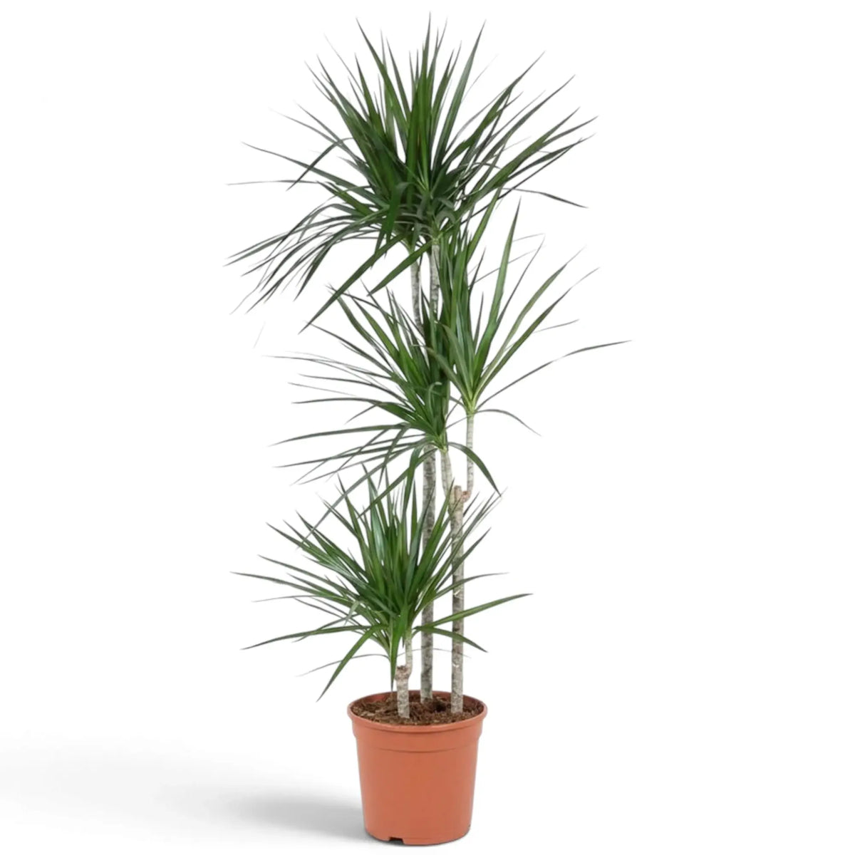 Dracaena reflexa var. angustifolia in Größe XXL mit schmalen, glänzenden grünen Blättern und roten Blatträndern