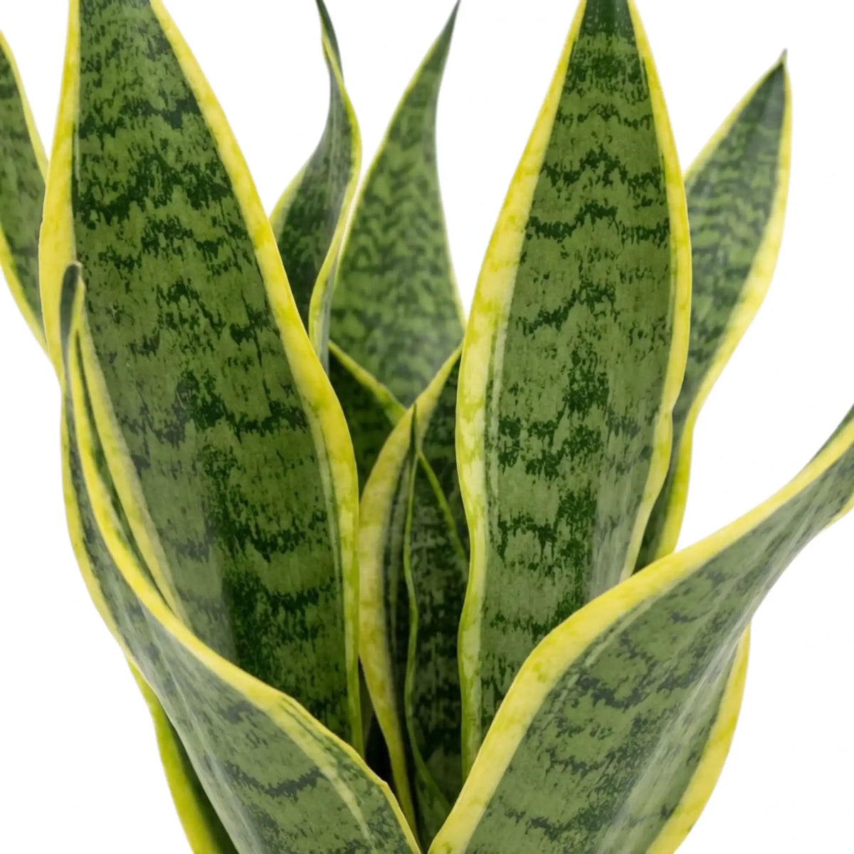 Detailaufnahme des Laubs von Dracaena trifasciata ‘Superba’ mit grüner Querzeichnung und goldgelben Blatträndern