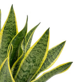 Detailaufnahme von Dracaena trifasciata ‘Superba’ mit grüner Querzeichnung und leuchtend gelben Blatträndern