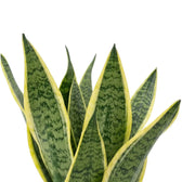 Nahaufnahme überlappender Blätter von Dracaena trifasciata ‘Superba’ mit graugrünen Blattmitten und gelben Rändern