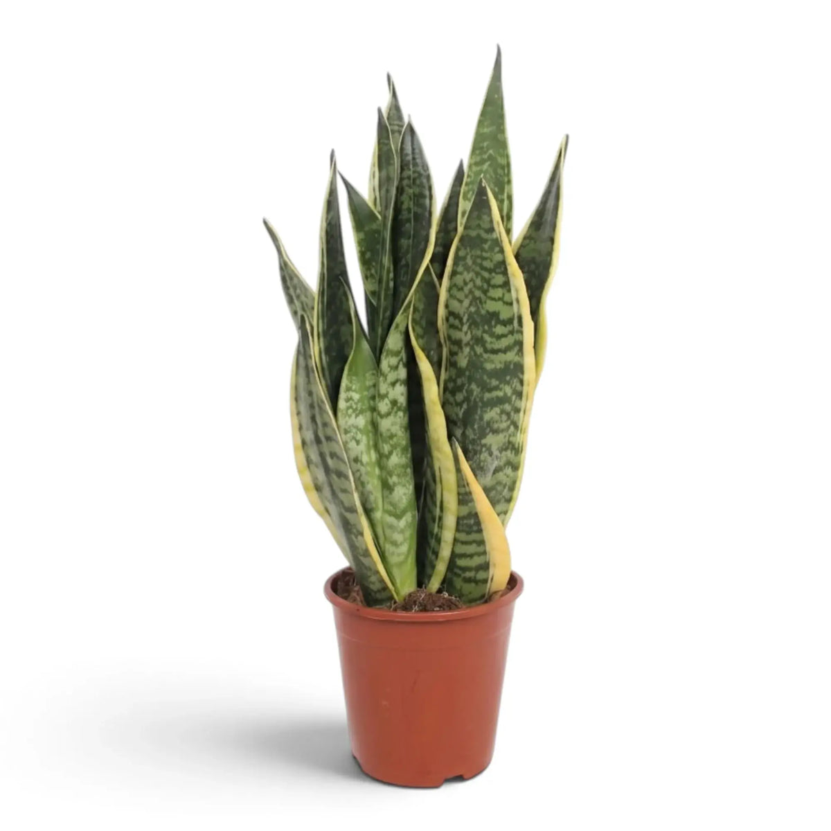 Große Dracaena trifasciata ‘Superba’ mit breiten graugrünen Blättern und gelben Rändern