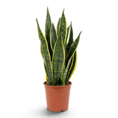 Große Dracaena trifasciata ‘Superba’ mit gelben Blatträndern und grüner Querzeichnung