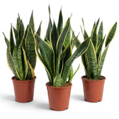 Große Dracaena trifasciata ‘Superba’ mit breiten graugrünen Blättern und goldgelben Rändern