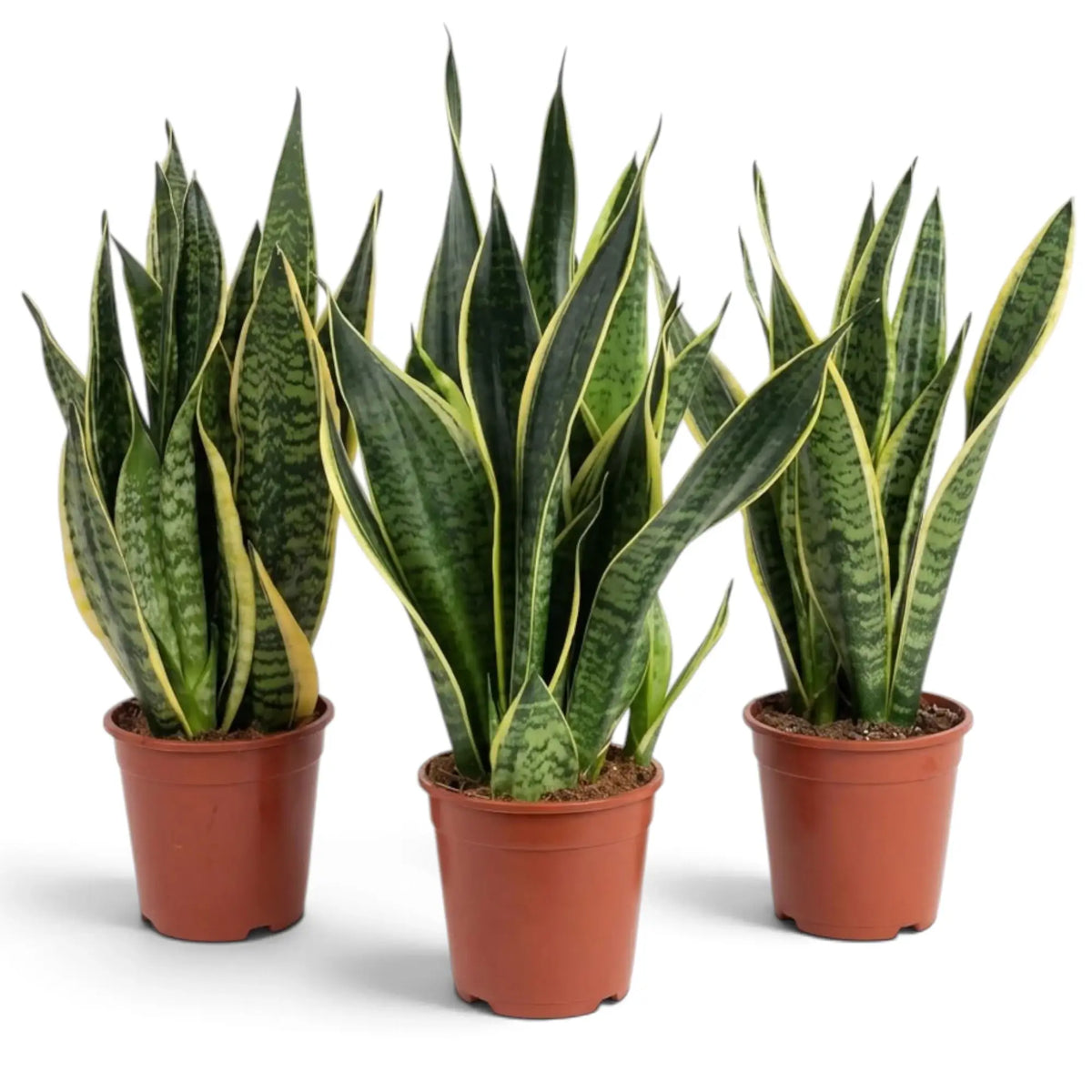 Große Dracaena trifasciata ‘Superba’ mit breiten graugrünen Blättern und goldgelben Rändern