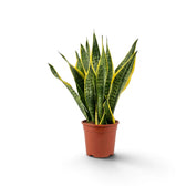 Dracaena trifasciata ‘Superba’ mit breiten graugrünen Blättern und gelben Rändern im Kulturtopf