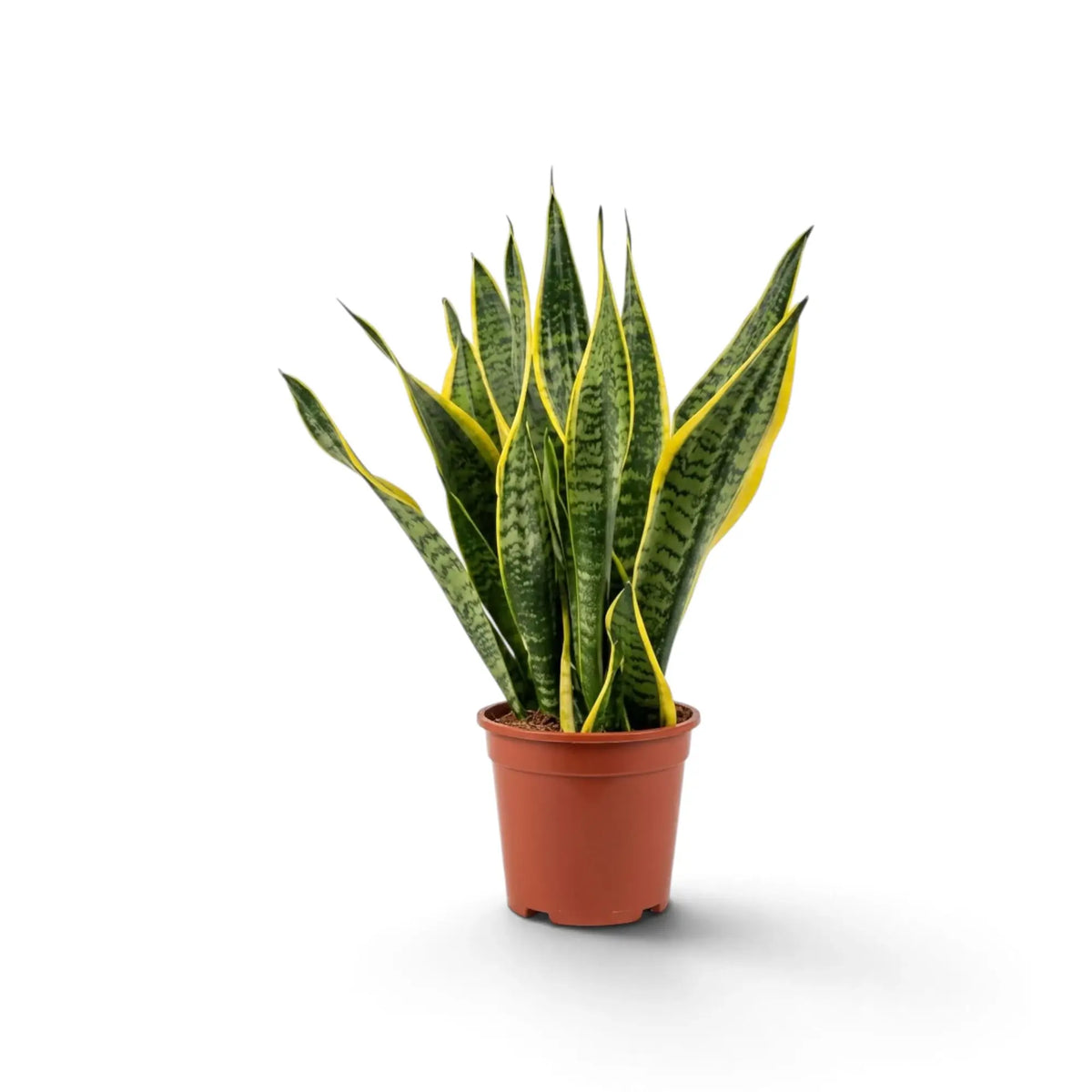 Dracaena trifasciata ‘Superba’ mit breiten graugrünen Blättern und gelben Rändern im Kulturtopf