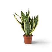 Dracaena trifasciata ‘Superba’ mit graugrünem Laub, deutlicher Querzeichnung und breiten goldgelben Blatträndern