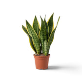 Kompakte Dracaena trifasciata ‘Superba’ mit dicken aufrechten Blättern, die niedrige Fächer bilden