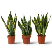 Dracaena trifasciata ‘Superba’ im Topf mit aufrechten Blättern, grüner Querzeichnung und gelben Rändern