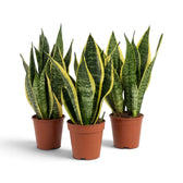 Dracaena trifasciata ‘Superba’ mit dichtem aufrechtem Laub und gelb gerandeten Blättern