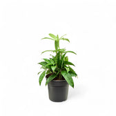 Dracaena surculosa potted plant in nursery pot on white background.