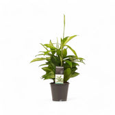 Dracaena surculosa potted plant in nursery pot on white background.
